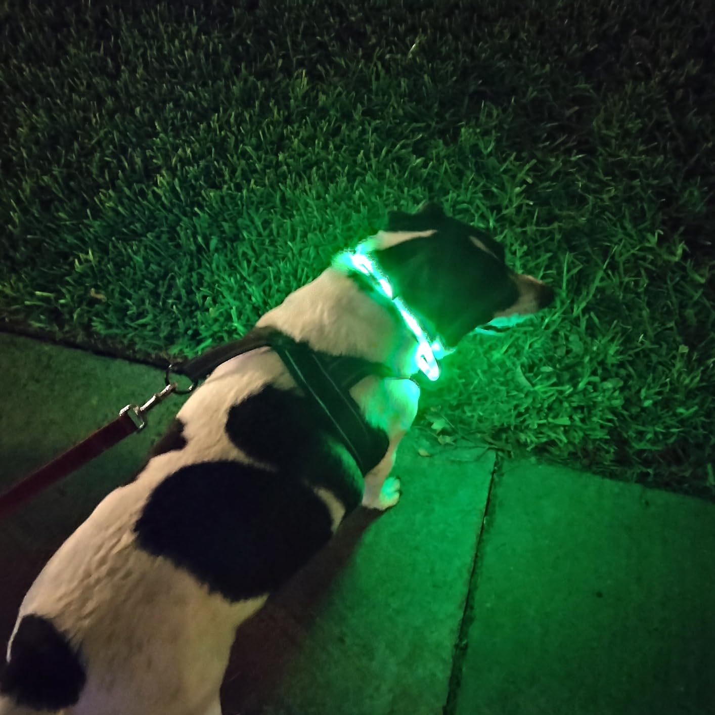 Silicone LED Dog Collar,USB Re - Tech Dog Accessories review and price